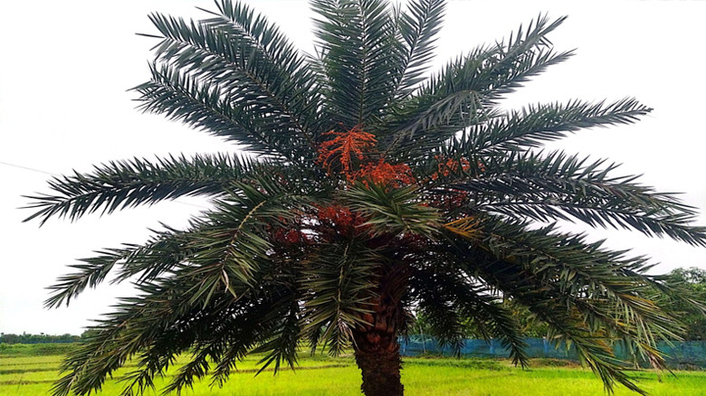 অবহেলা আর অযত্নের আরেক নাম খেজুর গাছ যার চাহিদা আকাশচুম্বী