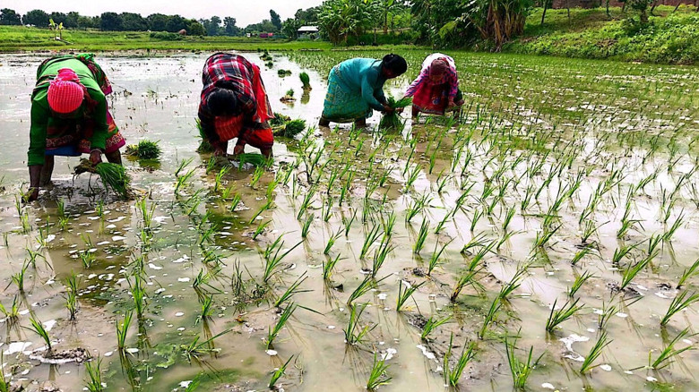 চাঁপাইনবাবগঞ্জের ৫ উপজেলায় রোপা আমন আবাদ শুরু