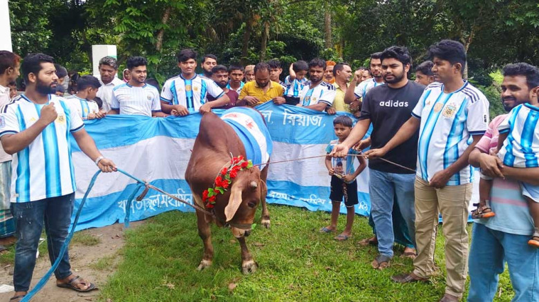 বিশ্বকাপ ফাইনাল ঘিরে গোপালগঞ্জে আর্জেন্টিনা সমর্থকদের গরু জব