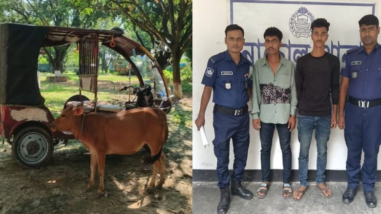 চাঁপাইনবাবগঞ্জের নাচোলে চোরাই গরুর বাছুরসহ আটক ২ যুবক